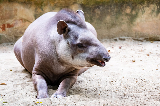 Tapir terrestre