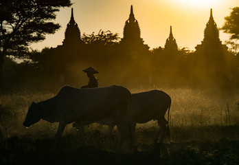 Cows head home as the sun sets over the temples of Bagan, Myanmar