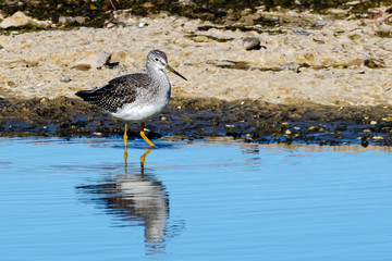 Greater yellowlegs