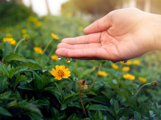 Closeup of a hand droping water into a yellow flower with beautiful afternoon sunset.(selected focus)