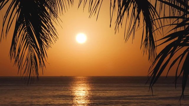 Beach coconut trees in the sunset time