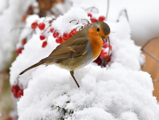 Rotkehlchen im Schnee