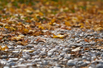 Autumn leaves background