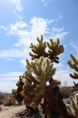 Joshua Tree National Park USA