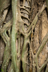 Vine around the tree trunk  background, nature background