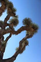 Joshua Tree National Park USA