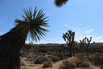 Joshua Tree National Park USA