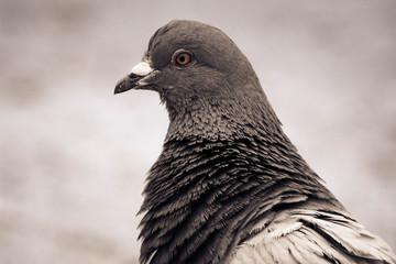 Pigeon