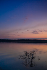 branch of the tree sticks out of the water. Violet-pink sunrise on the lake.