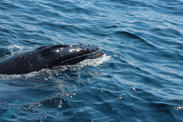 Obraz premium whale
