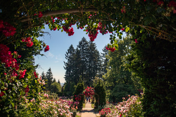 Rose Garden Portland Oregon USA
