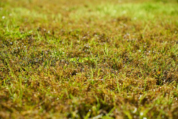 Green grass close-up