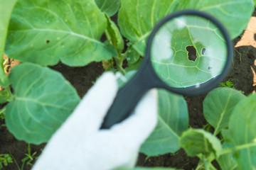 Farmers are checking pests in agricultural products.