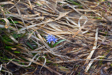 Wild squill flower sprouted through dry grass in spring
