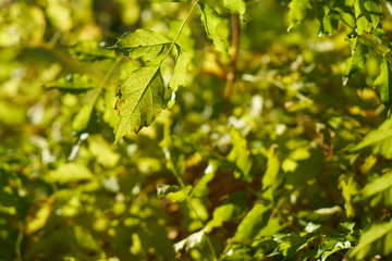 Fototapeta na wymiar Green plant close-up