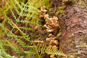 Small fungi on a tree stump