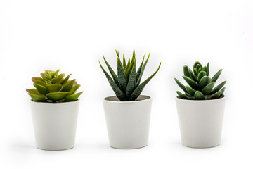 Natural green succulents cactus, Haworthia attenuata in white flowerpot isolated on white background - Powered by Adobe