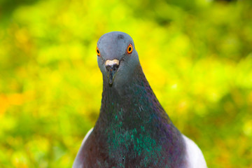 pigeon