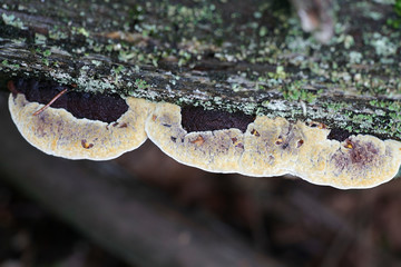 Anise mazegill, also called brown rot fungus, Gloeophyllum odoratum