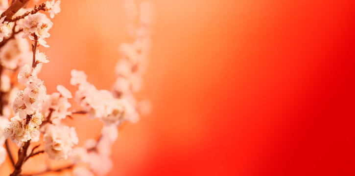 Spring blossom border over red background with copyspace. Chinese new year nature design.
