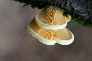 Phyllotopsis nidulans, commonly known as the mock oyster or the orange oyster