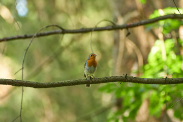 Robin sitting on a branch in the wood