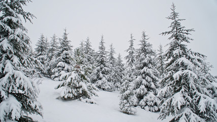 trees in the snow