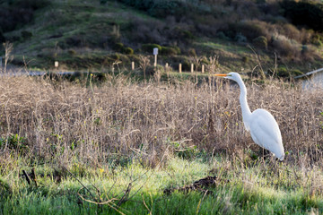 Fototapeta premium White Stork