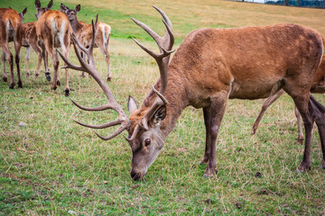 Deer