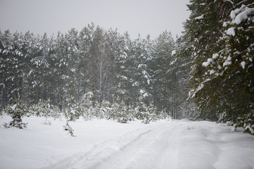 Road in the forest covered with snow on a winter day