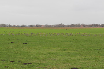 Obraz premium wild geese in the countryside