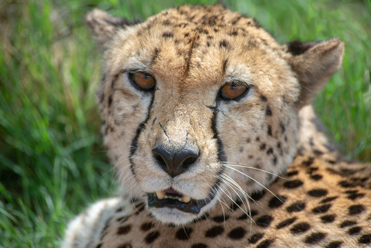 Portrait of cheetah © Jurie