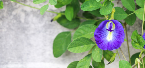 Butterfly pea at garden