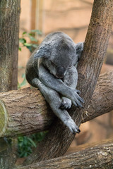 Le repos du koala