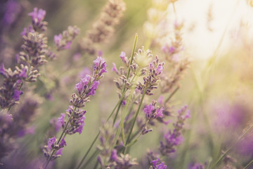 Fresh purple lavender blossoms in France, blue sky, post card