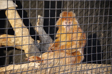 Monkey in a cage of a zoo in Kiev