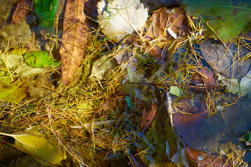 Autumn leaves background