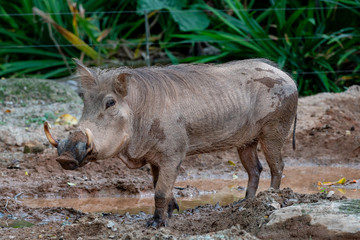 desert warthog