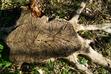 Old tree close-up
