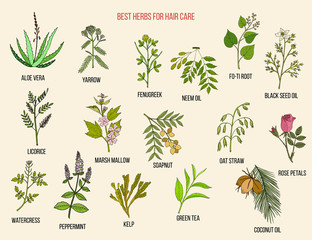 Best medicinal herbs for hair care. Vector hand-drawn collection