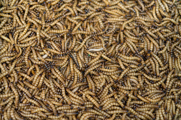 Worms pile for bird food.  Animal concept