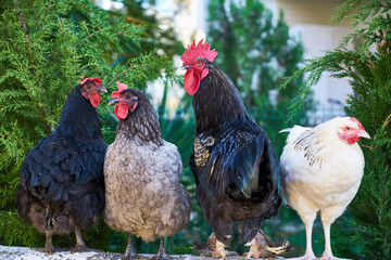 Cute Chicken Portrait