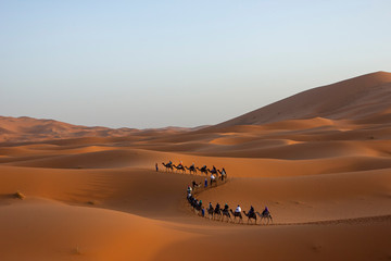 Naklejka na ściany i meble caravan camels in the desert