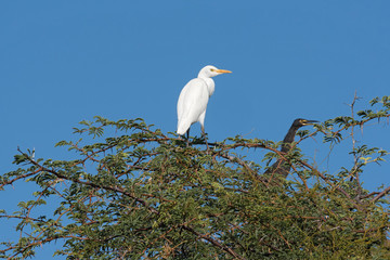western cattle egret and a reed cormorant on a tree