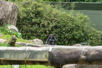Male Chimpanzee isolated