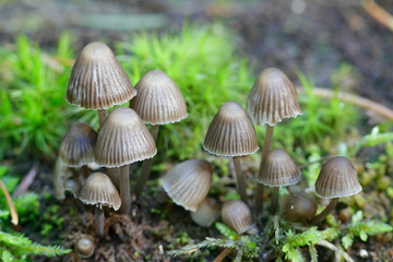 Mycena stipata, known as  clustered pine bonnet,.wild mushroom from Finland