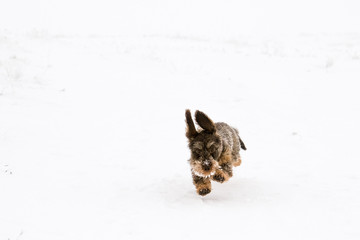 Dachshund playing in the Snow