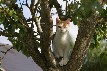 Chat qui regarde