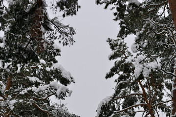 Crowns of trees in the winter forest against the sky