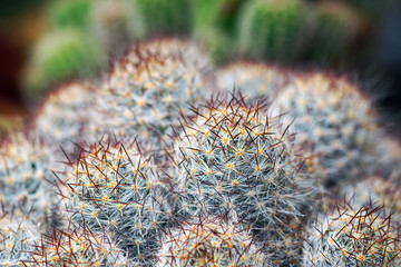 Close up thorn cactus for texture background